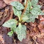 Goodyera tesselata Leaf