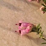 Erica australis Квітка