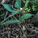 Triosteum perfoliatum Habit