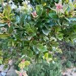 Quercus agrifolia Hoja
