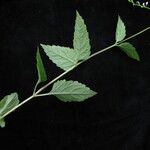 Phryma oblongifolia অভ্যাস