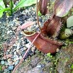 Nepenthes tomoriana Blad