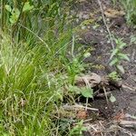 Carex elongata Habitat