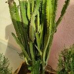 Euphorbia trigona Fulla