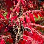 Rhus copallinum Frutto