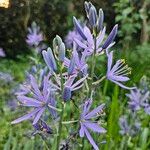 Camassia leichtlinii Blüte