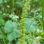 Amaranthus hybridus Λουλούδι