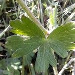 Geranium pyrenaicum 葉