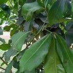 Syzygium cuminiFolha