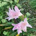 Amaryllis belladonna Bloem