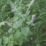 Scutellaria columnae Celota