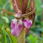 Anacamptis collina Flor