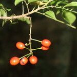 Picramnia antidesma Fruit