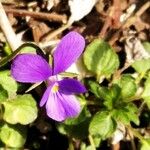 Viola montcaunica Flower