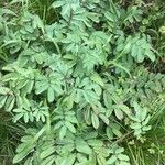 Sanguisorba canadensis ᱥᱟᱠᱟᱢ