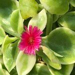Mesembryanthemum cordifolium cv. 'Variegata' Fiore