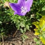 Platycodon grandiflorusBlomma