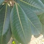 Ficus insipida Lapas
