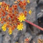 Aeonium spathulatum പുഷ്പം