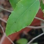 Flacourtia jangomas Leaf