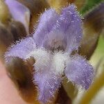 Phelipanche ramosa Blüte