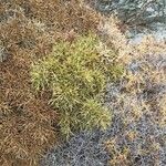 Sarcopoterium spinosum Likasa