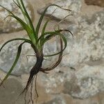 Carex halleriana Inny
