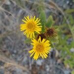 Inula spiraeifolia Flower
