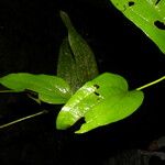 Smilax mollis Lapas