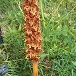 Orobanche laserpitii-sileris Virág