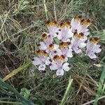 Alstroemeria pulchra Flor