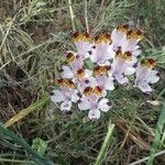 Alstroemeria pulchra Květ