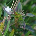 Sauvagesia erecta Leaf