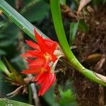 Scaphyglottis imbricata Flower