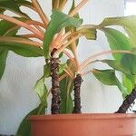 Chlorophytum orchidastrum Leaf