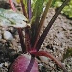 Brassica rapa Habit