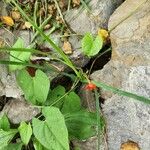 Quamoclit coccinea Fula