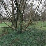 Betula medwediewii Hábito