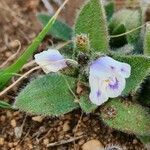 Craterostigma hirsutum Flower