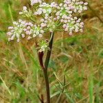 Seseli annuum Blüte