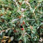 Atriplex semibaccata Плод