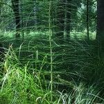 Equisetum telmateia Hoja
