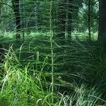 Equisetum telmateia Folla