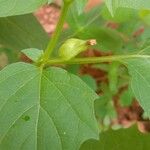 Physalis angulata Fruit