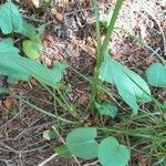 Rumex arifolius Blad