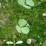 Medicago coronata Hoja