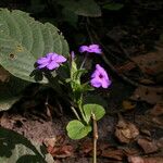 Eranthemum purpurascens Habit