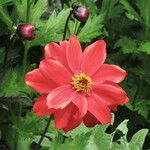 Dahlia coccinea Kwiat