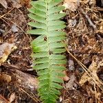 Polystichum acrostichoides ഇല