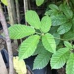 Handroanthus serratifolius Leaf